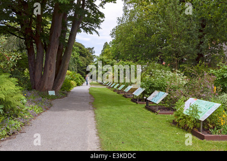 Le jardin de systématique Hortus Botanicus, le jardin botanique de l'Université de Leyden, Leiden, Hollande méridionale, Pays-Bas. Banque D'Images