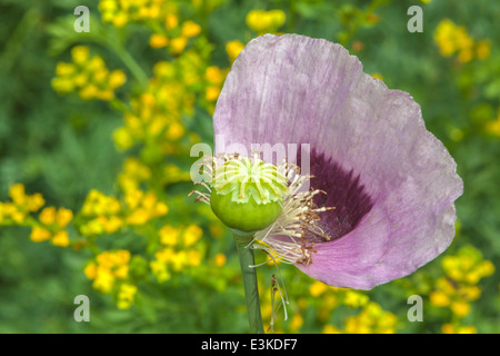 Dernières étapes d'un pavot à opium (Papaver somniferum)- Hortus Botanicus, jardin botanique, Leiden, Hollande méridionale, Pays-Bas. Banque D'Images