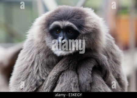 Un gibbon argenté fixe dans la distance Banque D'Images