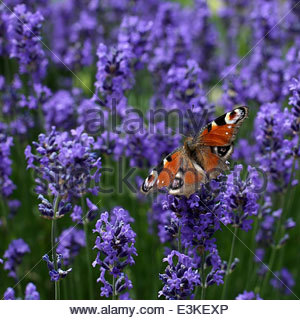 PAPILLON EUROPÉEN PEACOCK SUR FLEURS DE LAVANDE, dans le sud-ouest de la France. Banque D'Images