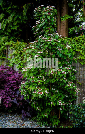 Viburnum Sargentii Onondaga.Jardinage fleur de printemps. Banque D'Images