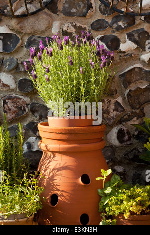 Une lavande (Lavandula) et d'autres plantes en pots de terre cuite Banque D'Images