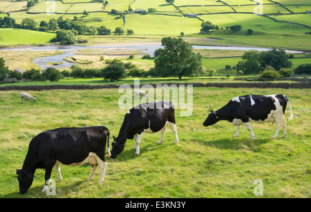 Vaches qui paissent dans le champ près de Reeth, Swaledale, Yorkshire Dales National Park. L'Angleterre. UK Banque D'Images