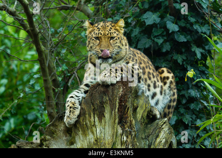 Extrêmement rare Amur Leopard (Panthera pardus orientalis) sur souche d'arbre de lécher son visage Banque D'Images