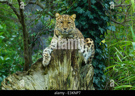 Extrêmement rare Amur Leopard (Panthera pardus orientalis) sur souche d'arbre Banque D'Images