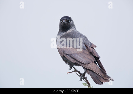 Jackdaw européenne (Corvus monedula) adulte perché sur l'arbre de direction face à l'appareil photo, Hongrie, Europe Banque D'Images