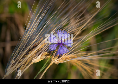 Bule fleur sauvage et des épis de blé (ray) - Centaurea cyanus - bleue, bleuet Banque D'Images