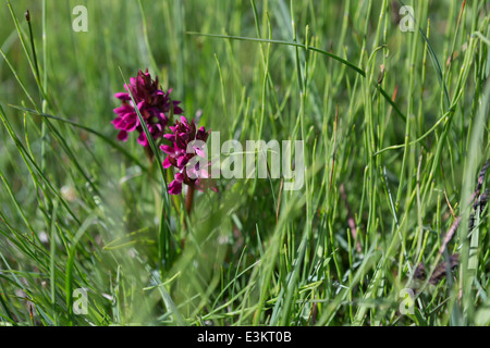 Orchis mascula ou early purple orchid poussant sur l'île de Harris, Hébrides extérieures, en Écosse Banque D'Images