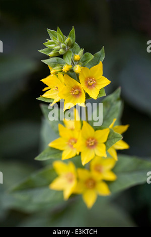 Lysimachia punctata. La Salicaire pourpre parsemé de fleurs. Banque D'Images