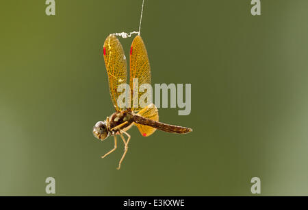 Vernon Alabama, USA. 23 Juin, 2014. Une petite libellule lutte pour se libérer d'un site web, à Lamar Comté lac près de Vernon, dans l'Alabama. Credit : ZUMA Wire/ZUMAPRESS.com/Alamy Live News Banque D'Images