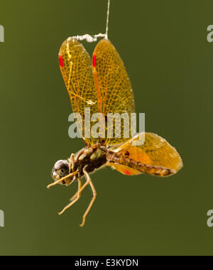 Vernon Alabama, USA. 23 Juin, 2014. Une petite libellule lutte pour se libérer d'un site web, à Lamar Comté lac près de Vernon, dans l'Alabama. Credit : ZUMA Wire/ZUMAPRESS.com/Alamy Live News Banque D'Images