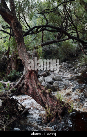 Affluent de la rivière Palmiet au crépuscule, près de Kleinmond, Afrique du Sud Banque D'Images