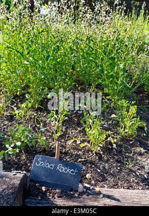 ROQUETTE À SALADE Eruca sativa une plante annuelle comestible, connue sous le nom de roquette À salade poussant dans un potager avec étiquette de nom d'ardoise rustique à l'avant Banque D'Images