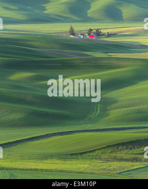 La Palouse, Whitman Comté, WA : site ferme isolée parmi des champs de blé Banque D'Images