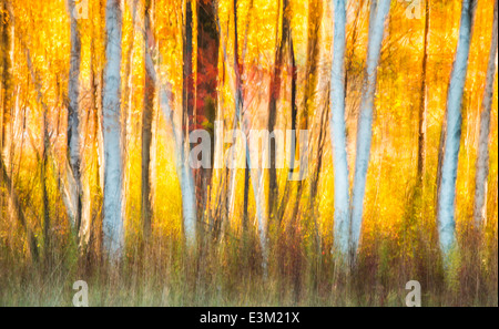 Un résumé de la création d'arbres aux couleurs de l'automne en contre-jour dans le nord du Michigan, United States. Banque D'Images
