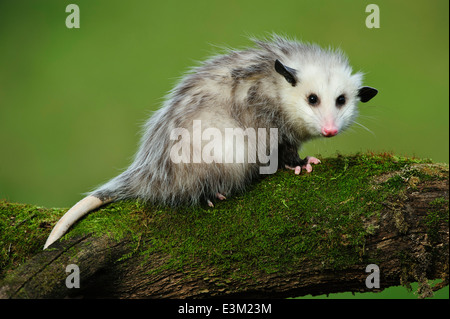 Un jeune opossum de 8 mois au Howell nature Wildlife Rehabilitation Centre, Michigan, États-Unis Banque D'Images