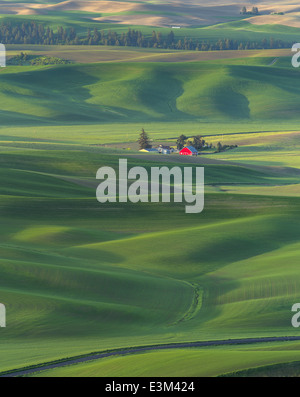 La Palouse, Whitman Comté, WA : site ferme isolée parmi des champs de blé Banque D'Images