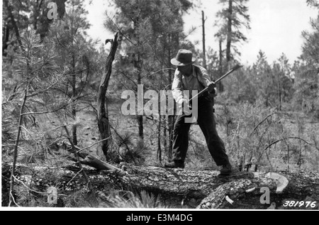 Une photographie de 1939 représentant le processus d'élagage dans la forêt nationale de Coconino, montrant des ouvriers coupant des branches d'arbres abattus dans le cadre d'opérations d'exploitation forestière. Banque D'Images