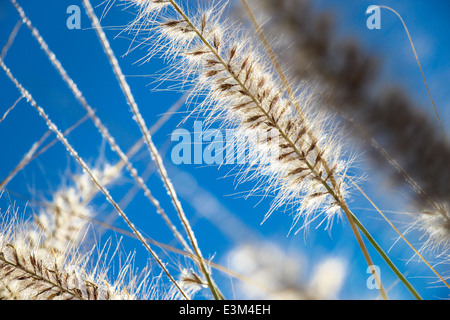 La floraison de l'herbe ornementale sauvages avec de délicates inflorescences moelleux en pleine campagne sous un beau ciel bleu avec des nuages blancs Banque D'Images