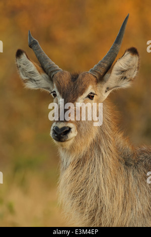 Un mâle Waterbuck antilope. Banque D'Images