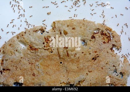 Chapathi gâché par les fourmis Banque D'Images