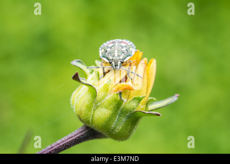 Bug Shield assis sur Fleur jaune, Close Up Banque D'Images