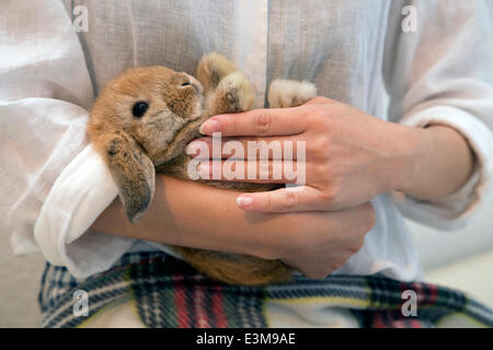 Tokyo, Japon - un membre du personnel est titulaire d'un lapin à la Mme Bunny pet shop. Mme Bunny, une animalerie et un café basé à Roppongi, fournit à ses clients une guérison du stress de la vie dans une grande métropole comme Tokyo en interaction avec des animaux à fourrure tout en ayant une tasse de thé. Le magasin, qui a ouvert ses portes en 2011, (l'année du lapin selon le Zodiaque Chinois) avec plusieurs autres bunny-related cafés et magasins autour de Tokyo, permet aux clients de jouer avec les lapins et aussi les vend et offre des services tels que l'embarquement et le toilettage. Le service le plus prisé semble être le 'Usagi Kimoc Banque D'Images