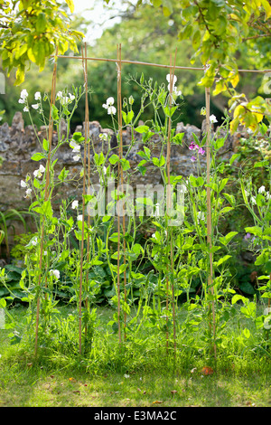 Lathyrus odoratus, les petits pois, liée à Cannes. L'été. Banque D'Images