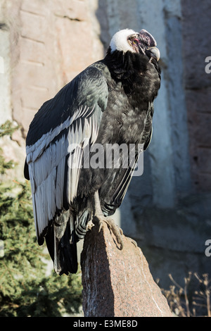 Condor des Andes assis sur un rocher en pleine croissance au soleil Banque D'Images