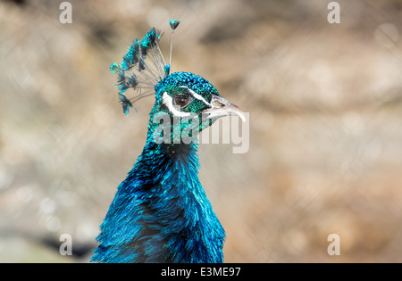 Peacock close up sur un fond clair floue. Peu de profondeur de champ Banque D'Images