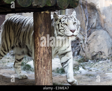 Benagal tiger blanc sur une promenade Banque D'Images