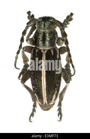 Coleoptera, Cerambycidae, Iberodorcadion fuentei ; mâle ; Pic 1899 ; Banque D'Images