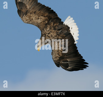 Pygargue à queue blanche (Haliaeetus albicilla), en vol contre un ciel bleu près de la Perfecture de Kushiro en Akan, Hokkaido, Japon. Banque D'Images