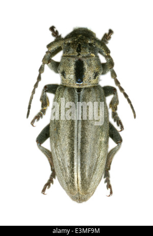 Coleoptera, cerambycidae, Iberodorcadion fuentei ; mâle ; L : 20mm ; Banque D'Images