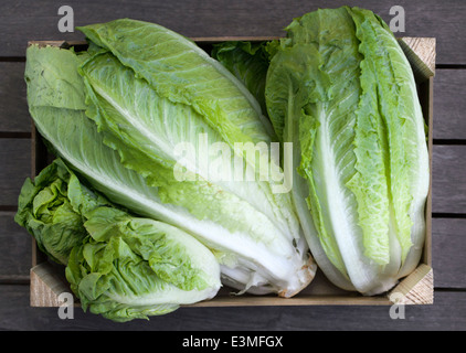 Boîte en bois de laitues fraîches Banque D'Images