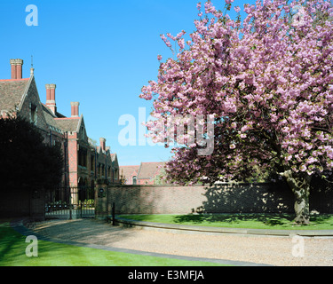 Japanese flowering cherry à l'extérieur du lodge principal de St John's College de Cambridge Banque D'Images