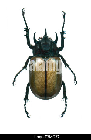 Coleoptera Scarabaeidae Eupatorus gracilicornis ; ; ; flèche 1908 ; cinq à cornes du scarabée rhinocéros ; Banque D'Images