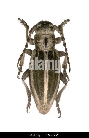 Coleoptera, cerambycidae, Iberodorcadion fuentei ; mâle ; L : 20mm ; Banque D'Images