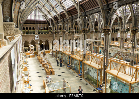 L'intérieur du musée d'histoire naturelle d'Oxford, Oxfordshire, UK montrant les visiteurs, les expositions et l'architecture victorienne. Banque D'Images