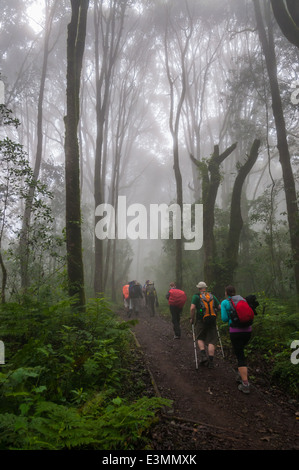 Les randonneurs sur la route Machame du Kilimandjaro en passant par la forêt tropicale Banque D'Images