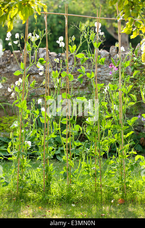 Lathyrus odoratus, les petits pois, liée à Cannes. L'été. Banque D'Images