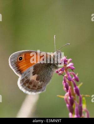 Papillon Small Heath. Mitcham Common, Surrey, Angleterre. Banque D'Images