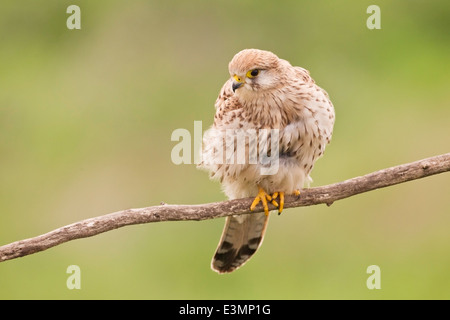 Faucon crécerelle (Falco tinnunculus) femelle adulte, debout sur une branche d'arbre, l'Europe, d'Hortobagy Banque D'Images