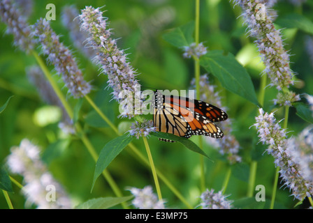 Beau papillon perché sur un plant de lavande au milieu de l'été. Banque D'Images