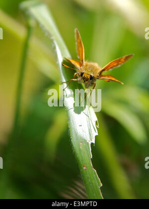 Reigate Hill, Surrey, UK. 25 Juin, 2014. UK temps chaud apporte les orchidées sauvages et papillons. Un grand patron 'Ochlodes sylvanus' Butterfly repose sur un brin d'herbe au soleil dans un pré dans les North Downs à Reigate Hill, Surrey. Crédit : Photo de l'agent de Lindsay / Alamy Live News Banque D'Images