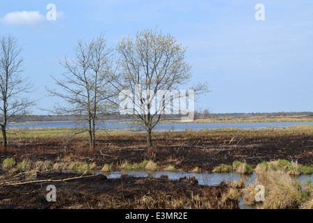 Brûlage dirigé à Necedah National Wildlife Refuge Banque D'Images