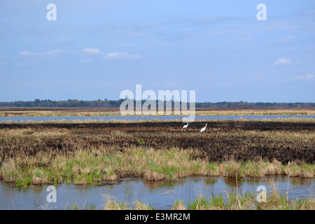 Brûlage dirigé à Necedah National Wildlife Refuge Banque D'Images