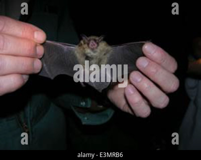 Chauve-souris de l’Indiana Banque D'Images