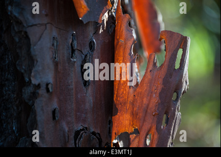 L'écorce de pin de flocons légers éclairés par la lumière du soleil de fin d'après-midi le long d'un sentier nature de Jacksonville, Floride. Banque D'Images