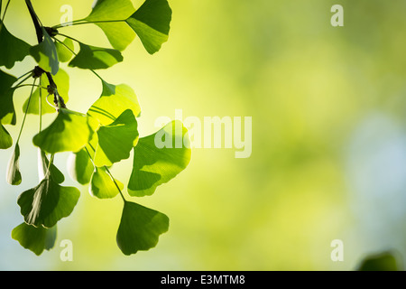 Le Ginkgo biloba arbre branche avec leafs contre fond vert luxuriant Banque D'Images